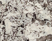 Patagonia White