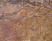Rainforest Brown